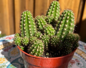 Peanut Cactus also known as Echinopsis Chamaecereus , 4” pot, drought tolerant, easy to grow indoor or outdoor.