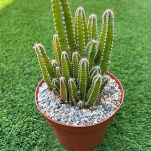 Rare 6 inch pot Fairy Castle Cactus, Acanthocereus Tetragonal, night blooming Cerus, Triangle Cactus, Easy to grow indoors/outdoors