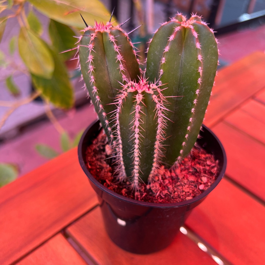 Mexican Fence Post Cactus With 3 Columns or With 2 Columns Available in