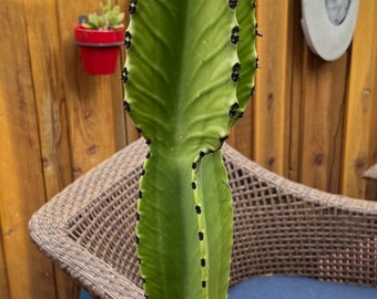 Euphorbia Ingens, chocolate drop, grown in a  5 gallon pot, approx 25” tall!!