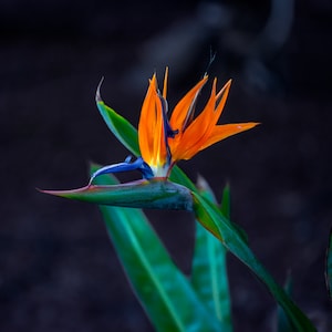 Orange and blue Strelitzia flower at dart background, orange flower, beautiful flower, Classic Matte Paper Poster