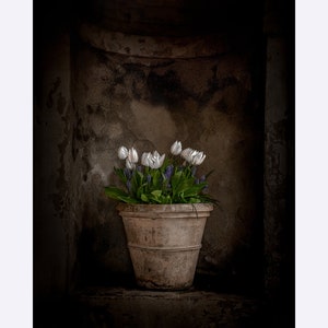 White tulips in a flower pot in a dark niche with old brown plaster background, Museum-Quality Matte Paper Poster