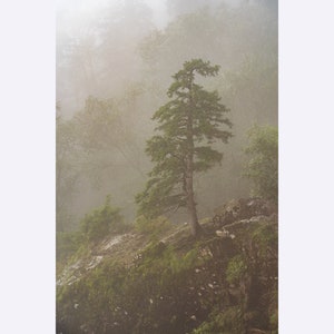Alone pine tree in the mist in the forest, foggy forest art print, forest print, Museum-Quality Matte Paper Poster