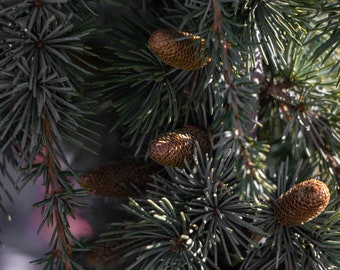 Spruce cones, Spruce branch with cones, fir needles, spruce pine cones, blue spruce cones, spruce cones print, spruce cones poster