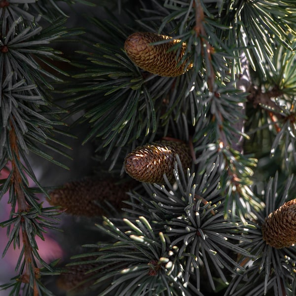 Spruce cones, Spruce branch with cones, fir needles, spruce pine cones, blue spruce cones, spruce cones print, spruce cones poster