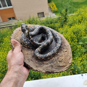 May include: A coiled snake sculpture with dark, textured scales and tan markings, mounted on a circular, rough-edged wooden base that mimics a natural, earthy ground surface with visible cracks and uneven, granular soil-like detailing.
