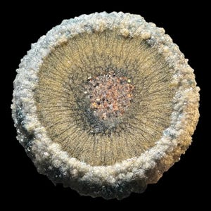 Puede incluir: Primer plano de un espécimen mineral con forma circular. El centro es de color marrón rojizo, rodeado por un patrón radial beige y gris. El borde exterior es de color gris claro, texturizado y cristalino.