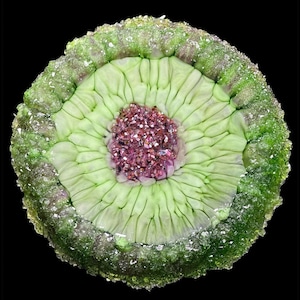 Green Galaxy Crystal Edge Vanity Tray | Luxury Jewelry Tray | Candle Tray | Perfume Tray | Crystal Display Tray
