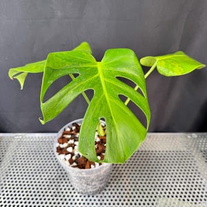 Monstera Deliciosa Sport - Etsy