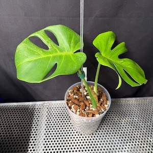 Large Form Sport Monstera - Etsy