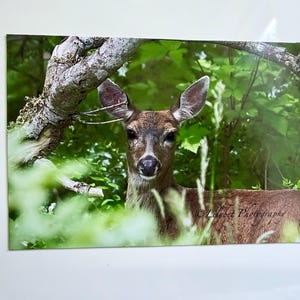 May include: A photographic print featuring a brown deer standing in a lush green forest. The deer is positioned behind a textured tree branch, with its head turned towards the viewer. The text Lolebet Photography is visible in the lower right.