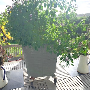 May include: A large, grey, ribbed metal bucket planter on small wheels, filled with a tall, leafy green herb plant featuring small purple flowers. Two white, cone-shaped metal pitchers with blue handles sit on either side of the central planter.