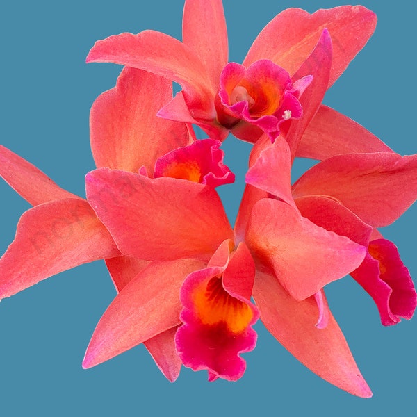 Pink Red Catasetum Orchids Flower Plant Photograph Giclée Print