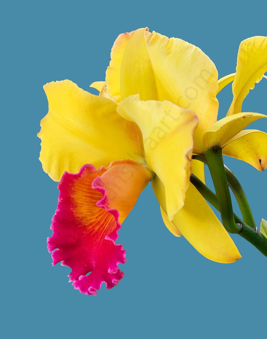 Yellow Cattleya Orchid Flower Plant Photograph Giclée Print - Etsy