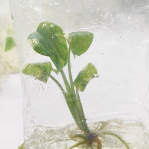Monstera Thai Constellation Tissue Culture Seller Choice