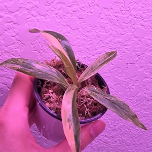 May include: A set of three ceramic mugs with a speckled, matte finish. The mugs are in shades of cream, light gray, and dark gray. Each mug has a simple, minimalist design and a rounded handle.