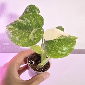 May include: A small potted plant with large, variegated green leaves speckled with white. The plant is in a clear plastic pot, held by a hand, against a white background. The leaves have a unique pattern.