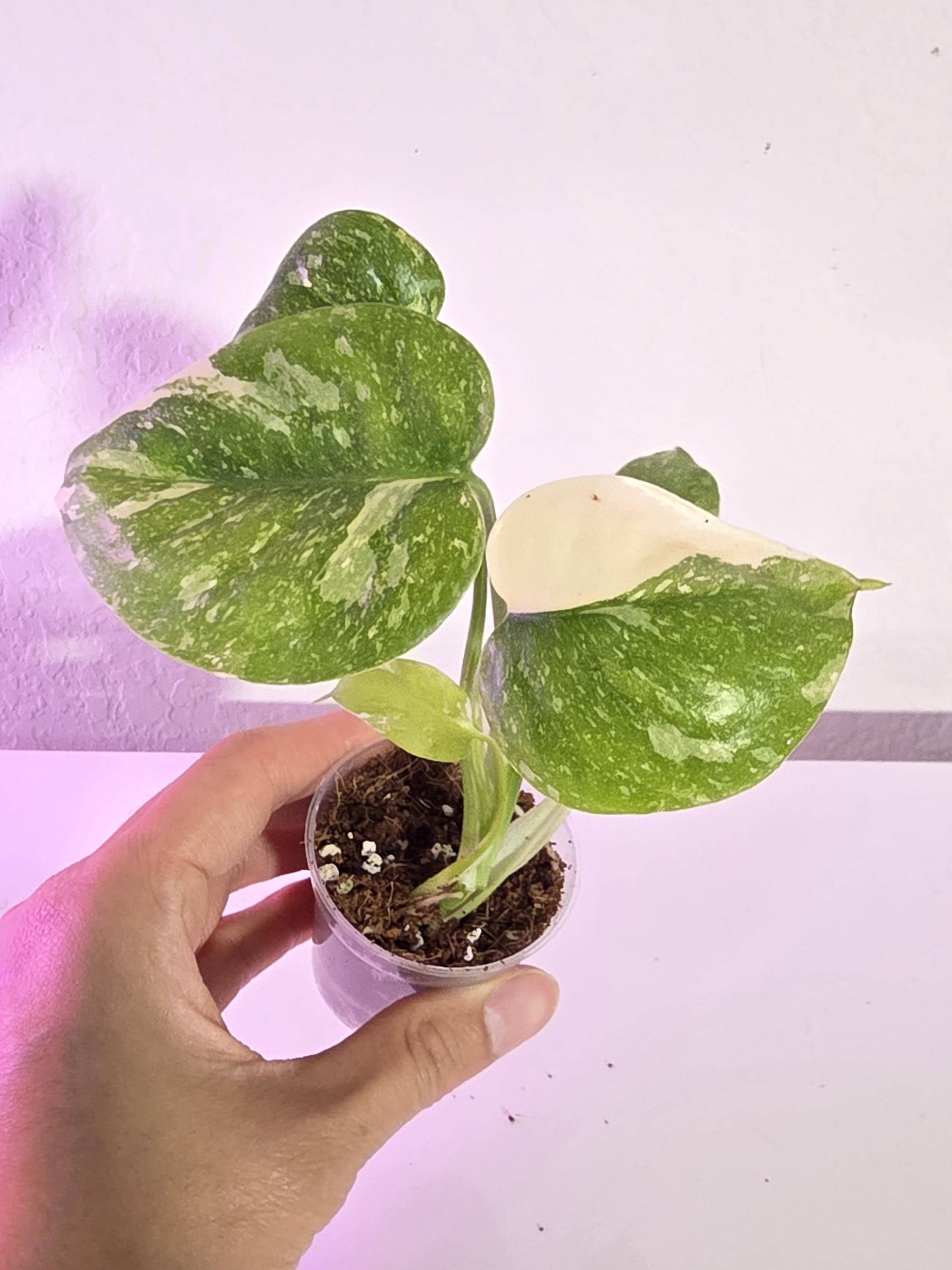 Monstera Thai Con - Etsy
