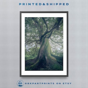 Sentinel Tree Print, Welsh Woodland Photography, Framed Print Of Wales, Premium Quality Forest Wall Art
