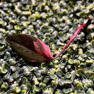 bladderwort plant Utricularia Bladderwort Mix Carnivorous Houseplant Seeds – Easy Grow Seeds main image 0
