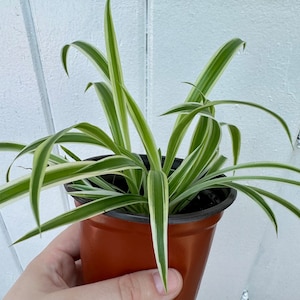 May include: A spider plant in a brown plastic pot. The plant has long, slender green leaves with white stripes along the edges. The pot is held against a white background.