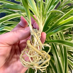May include: Close-up of a spider plant pup with developed roots, held against a backdrop of the parent plant's green and white striped leaves. The roots are a light beige color, and the leaves are long and slender.