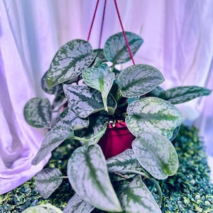 May include: A hanging Silver Satin Pothos plant in a red pot. The plant has large, heart-shaped leaves with silver and green variegation. The plant is suspended by a red rope against a white backdrop.