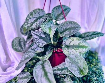 Satin Pothos- Rooted and Unrooted Starter Cuttings