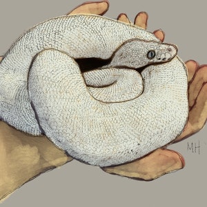 Könnte beinhalten: Aquarellillustration einer aufgerollten weißen Schlange mit strukturiertem Muster, sanft in zwei Händen gehalten. Der Kopf der Schlange ist sichtbar, mit einem detaillierten Auge. Der Hintergrund ist einfarbig und neutral.
