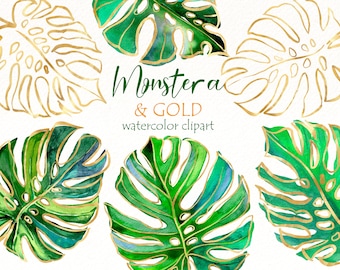 Clipart de hojas de monstera en acuarela: conjunto de vegetación tropical PNG (descarga digital)