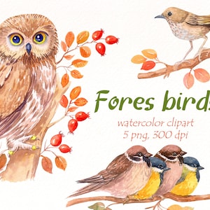 Aquarelle d'oiseaux d'automne clipart, oiseau forestier, hibou png, clipart mésange, moineau, fichiers png d'art clipart bois rossignol, téléchargement numérique.