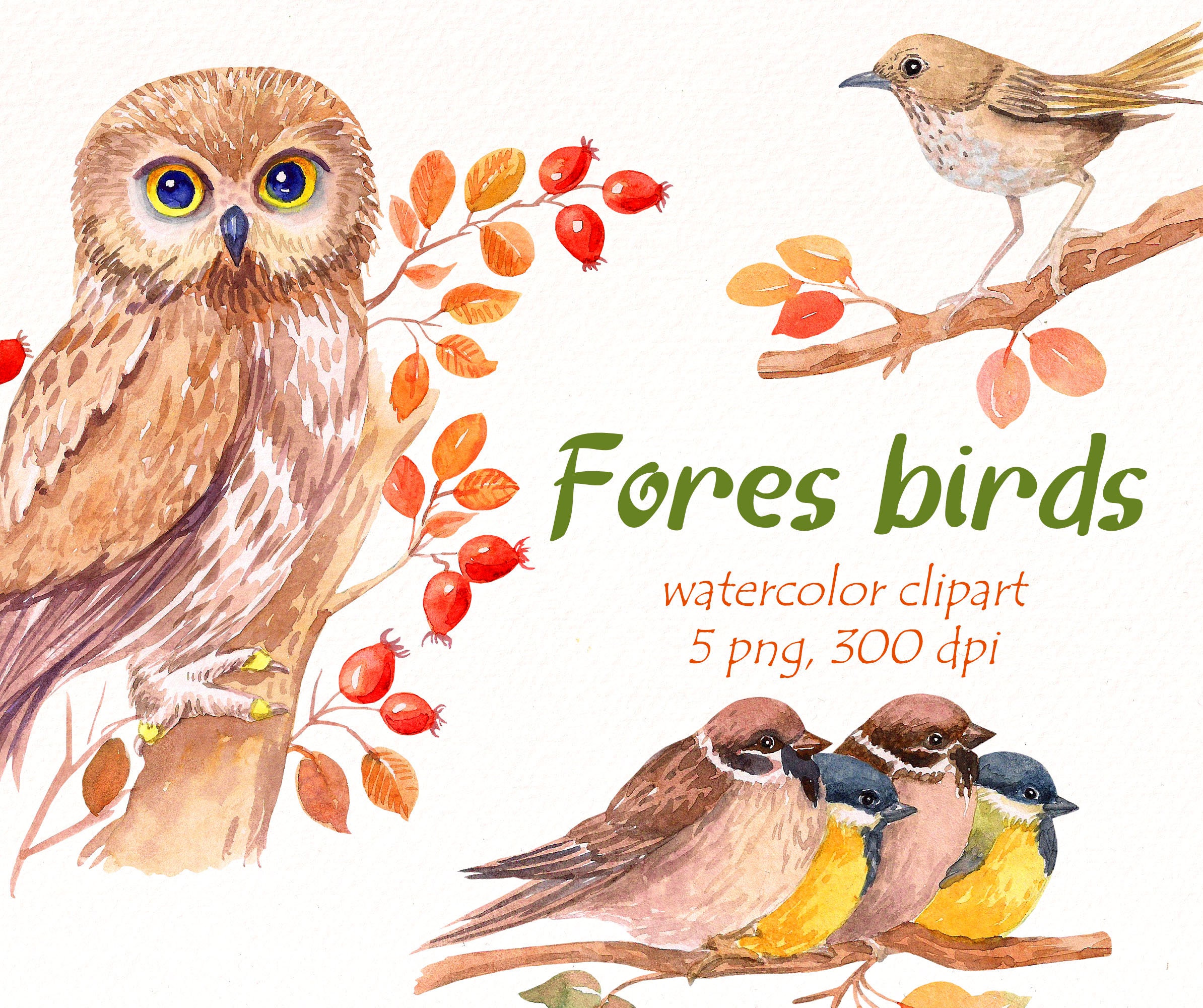 Watercolor Fall birds clipart, forest bird, owl png, tit clipart, sparrow, nightingale woodland clip