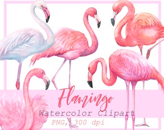 Clipart de acuarela de flamenco tropical: conjunto PNG de verano
