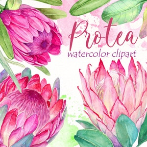 May include: Watercolor painting of pink protea flowers with green leaves. The flowers are in bloom and have a delicate, layered texture. The painting is titled "Protea watercolor clipart".