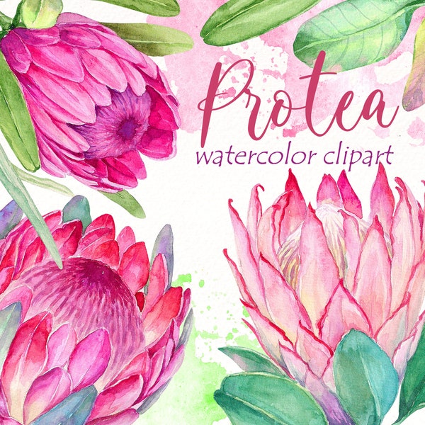Watercolor Protea Clipart , Tropic floral clip art , summer flowers hand painted , pink exotic flowers png files , beach wedding invitation.