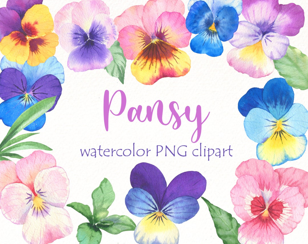 Watercolor Pansy Clipart: Pink & Purple Floral PNG (digital Download ...