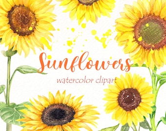 Watercolor Sunflower Clipart: Fall Floral PNG Elements (Digital Download)
