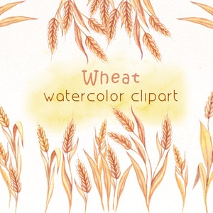 Clipart di grano dell'acquerello, ClipArt di panetteria, file png di cottura, elementi digitali del Ringraziamento, download istantaneo floreale.