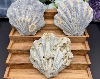 Ancient Fossil Scallop Shell - Gorgeous Blue Color - You Choose