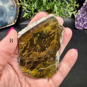 Polished Opalized Petrified Wood Slabs from Indonesia - Your Choice bild 6