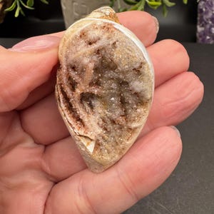 Ancient Fossil Spiralite Seashell from India - Agatized Druzy Quartz