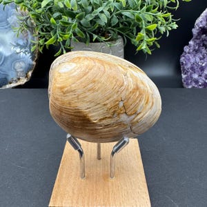 Ancient Fossil Clam From Madagascar