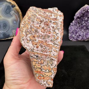 May include: A large, irregularly shaped stone with a unique pattern of tan, brown, and gray spots on a white background. The stone is held in a hand with pink nail polish. Other stones are visible in the background.