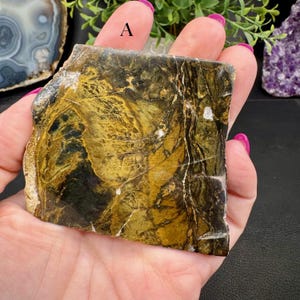 Polished Opalized Petrified Wood Slabs from Indonesia - Your Choice bild 4
