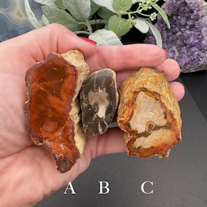 May include: Three pieces of petrified wood, labeled A, B, and C. The wood is a mix of brown, orange, and white colors. The wood has a natural, rough texture.