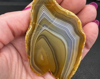 May include: A polished agate slice with concentric bands of brown, white, and gray. The natural stone has a golden-yellow edge and a smooth, glossy surface. The agate is held in a hand, showcasing its unique patterns and colors.