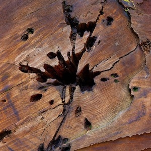 Fallen Redwood Tree Close-Up – Nature Photography Wall Art, Rustic Wood Texture Print, California Forest Decor for Cabin or Office