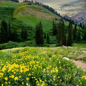 Mountain Wildflower Meadow Print – Utah Landscape Photography, Colorful Alpine Wall Art, Summer Nature Decor