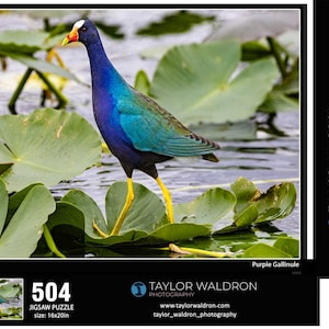 Casse-tête gallinule violet - Casse-tête oiseaux de 504 pièces, puzzle de la faune du parc national des Everglades en Floride, cadeau nature pour les amateurs d&#39;oiseaux