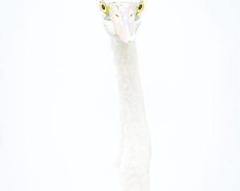 Minimalistiskt porträtt av storhäger – High Key Wildlife Photography Print